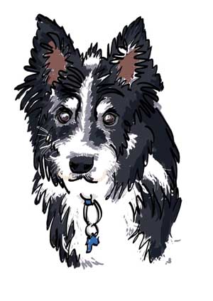 Digitally painted Collie dog